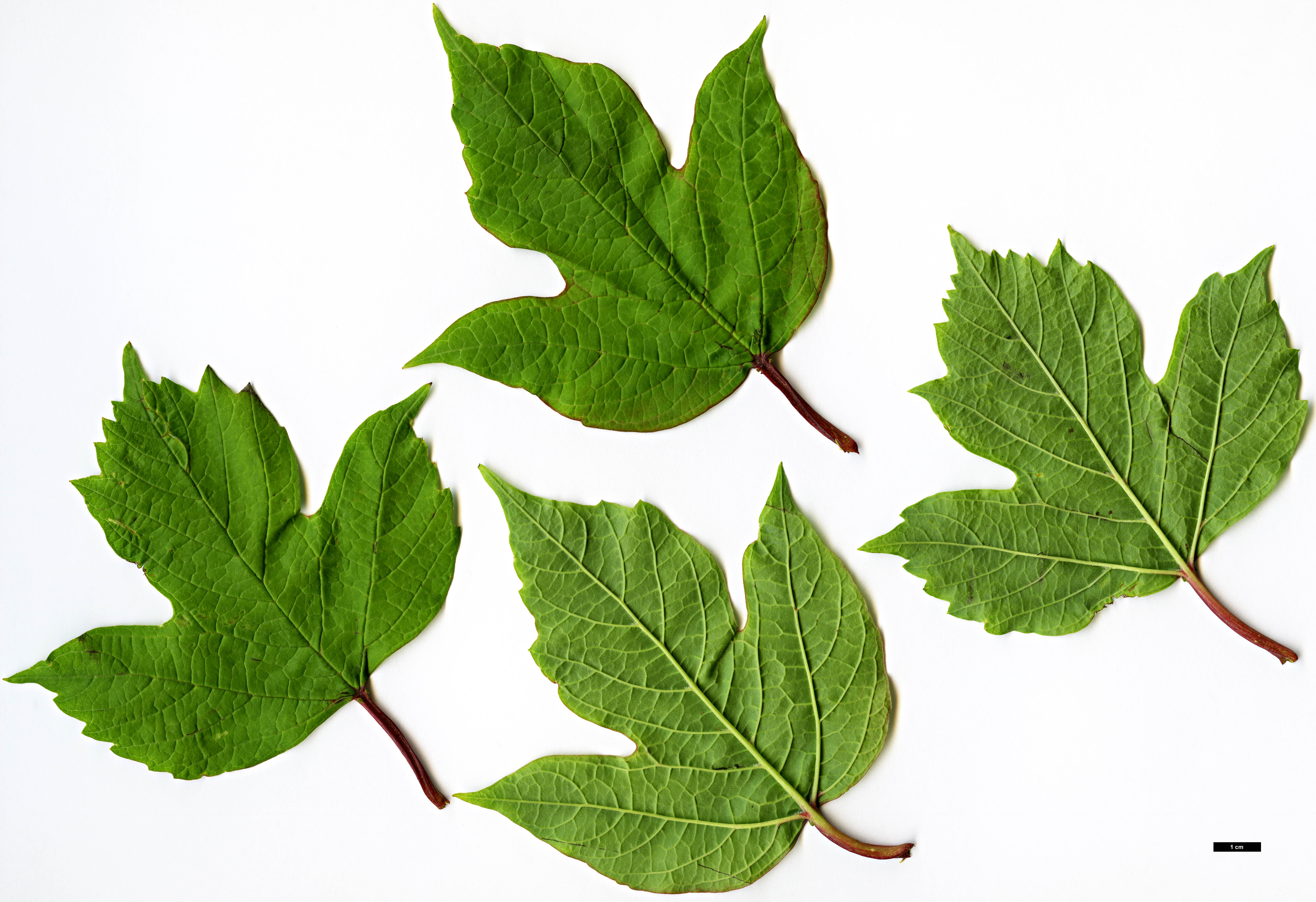 High resolution image: Family: Adoxaceae - Genus: Viburnum - Taxon: opulus - SpeciesSub: var. calvescens